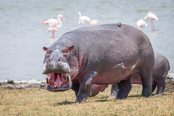 A large Hippo, with its jaws wide open, besides a lake in the Ngorongoro Crater, Tanzania, Africa