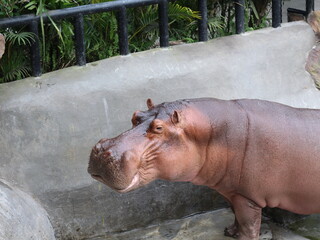 Big Hippopotamus wild animal