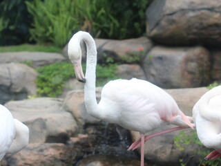 flamingo standing on one leg near water