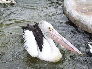 pelican swimming on water