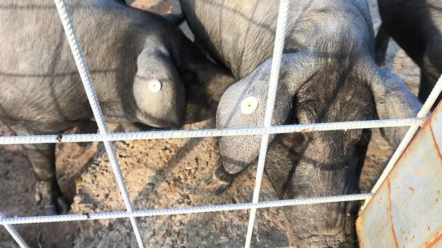 Cerdos ibericos en granja