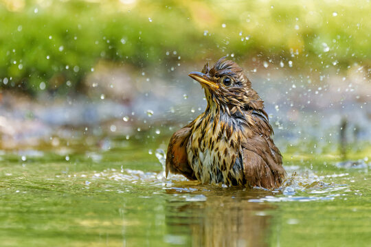 Mistle trush (Turdus viscivorus) hanging around at a pond in the forest in the Netherlands