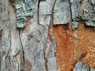 A detailed close-up photograph showcasing the rough texture of tree bark, featuring deep cracks,...