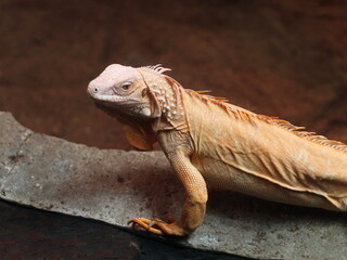 close up of an iguana on a rock