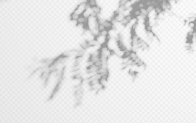 Shadow overlay from tree branch on a transparent background.
