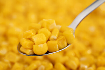 Sweet corn seeds. Sweet yellow canned corn. Fresh corn kernels in a spoon.