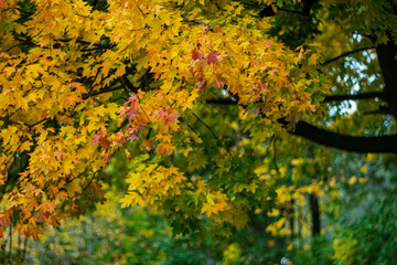 The beauty of autumn nature. The color of autumn leaves. Autumn background. Autumn mood.