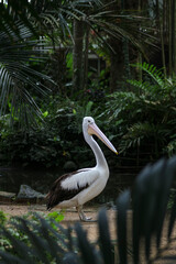 A pelican in the trees, a pelican in the zoo