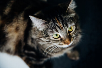 Portrait of a striped domestic cat. The cat is resting and looking around.