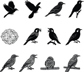 Silhouette and Sketch Vector Set of Birds in Different Poses and Styles for Nature, Wildlife, or Vintage Design Projects