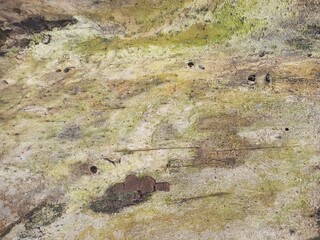 Weathered Tree Bark Background Texture Covered with Green Moss