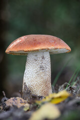 Beautiful edible Leccinum aurantiacum mushroom also known as red-capped scaber stalk