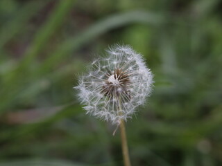 close up of dandelion seed head