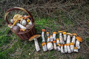 Bountiful Mushroom Harvest in a Rustic Basket