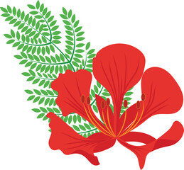 Obraz premium Red flower isolated on white. Peackok from India, Flamboyand flower.