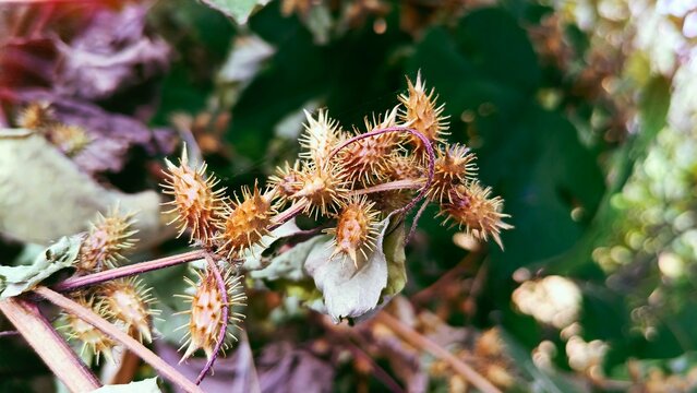 Xanthium strumarium, woolgarie bur or the Common Cocklebur seeds