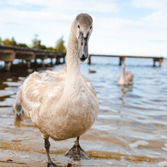 swan on the beach