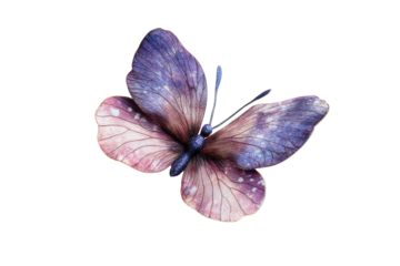 Beautiful purple and white butterfly isolated on transparent background. Purple butterfly isolated on white background.