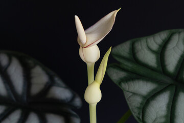 Alocasia Silver Dragon blooms against dark background.Textured silver-green leaves and delicate white flowers decorate home.Growing and caring for tropical plants.Hobbies.Selective focus. Close-up