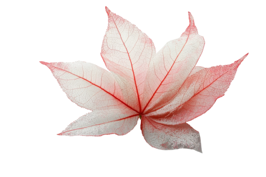 Delicate pale red maple leaf with red veins isolated on transparent background. Red maple leaf isolated on white background.