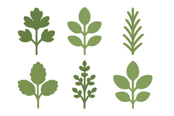Various stylized green leaves and fresh culinary herb sprigs collection