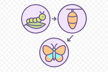 Biological stages of butterfly metamorphosis showing caterpillar, chrysalis, and adult insect transformation