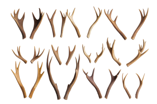 Collection of deer antlers isolated on transparent background. Set of antlers isolated on white background.