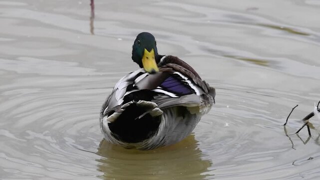 Wild male mallard, anas platyrhynchos, floating and grooming its plumage in a calm pond