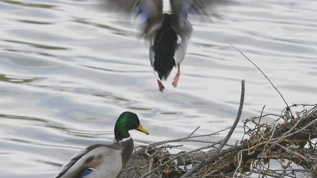 Drake mallard, anas platyrhynchos, taking off from a river branch and diving into the water