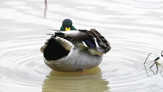 Wild male mallard, anas platyrhynchos, preening and cleaning its feathers while floating on the water