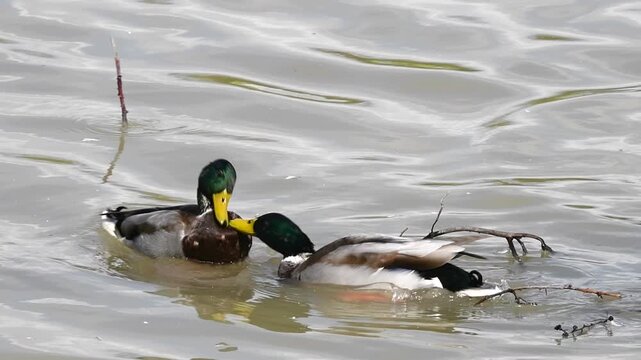 Two anas platyrhynchos drakes aggressively fighting and struggling in the water for dominance