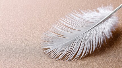 Feather on table single feather resting gently on surface of table feather on table