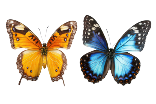 Collection of colorful butterflies isolated on transparent background. Soaring colorful butterflies isolated on white background. - Powered by Adobe