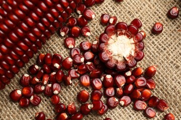 Ripe red corn cob and kernels on burlap fabric, flat lay