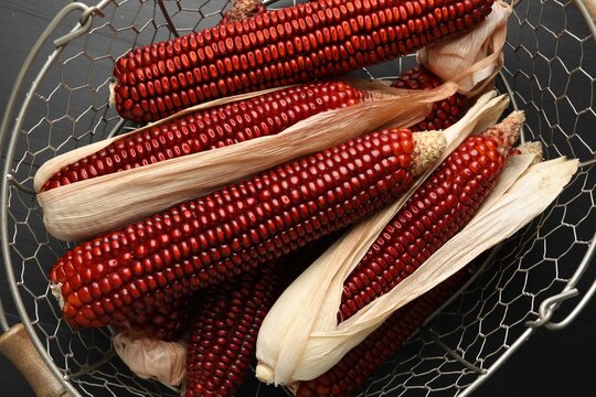 Ripe red corn cobs in metal basket on black wooden table, top view
