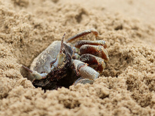 A close-up view of a small crab dig sand of a beach, highlighting its natural camouflage.