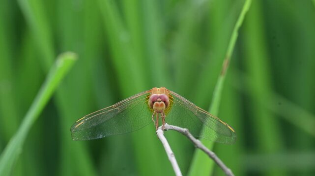 Scarlet skimmer dragonfly. Its common names&nbsp;ruddy marsh skimmer and Crocothemis servilia. This is a&nbsp;species&nbsp;of&nbsp;dragonfly&nbsp;of the family&nbsp;Libellulidae, native to&nbsp;east&nbsp;and&nbsp;southeast Asia.&nbsp;