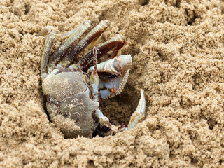 A close-up view of a small crab dig sand of a beach, highlighting its natural camouflage.