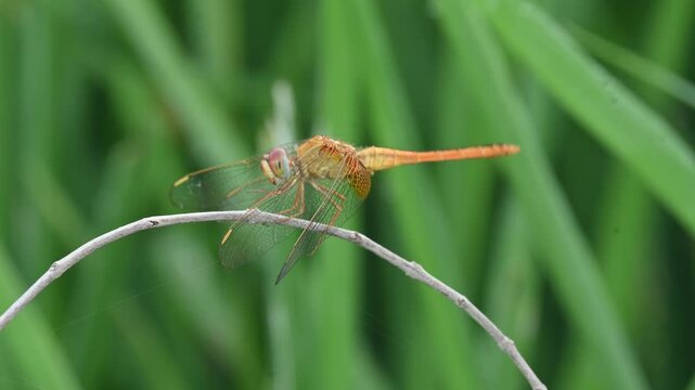 Scarlet skimmer dragonfly. Its common names&nbsp;ruddy marsh skimmer and Crocothemis servilia. This is a&nbsp;species&nbsp;of&nbsp;dragonfly&nbsp;of the family&nbsp;Libellulidae, native to&nbsp;east&nbsp;and&nbsp;southeast Asia.&nbsp;