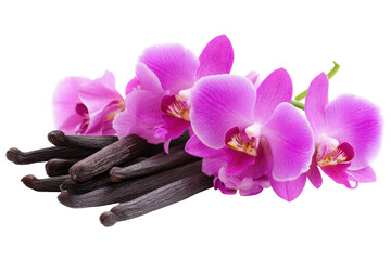 Obraz premium Pink orchid flowers and vanilla beans isolated on transparent background. Vanilla pods and orchid flower isolated on white background.