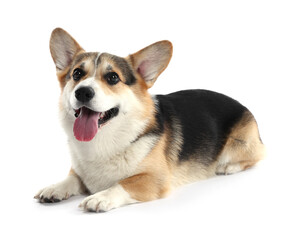 Cute Welsh Corgi on white background. Adorable pet