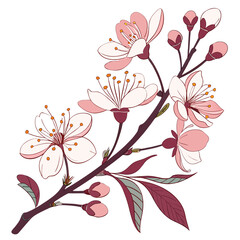 Delicate pink cherry blossom flowers and buds bloom on a dark branch with leaves against a white background