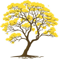 Vibrant yellow flowering tree with intricate branches and delicate leaves against a clean white background