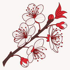 Delicate red and white cherry blossom flowers and buds on a dark branch against a light background