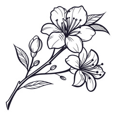 Elegant black and white line drawing of a delicate cherry blossom branch with blooming flowers and buds