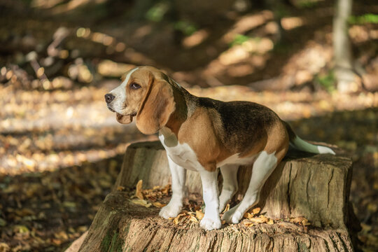 Portr&auml;t eines Beagle im sonnigen herbstlichen Wald