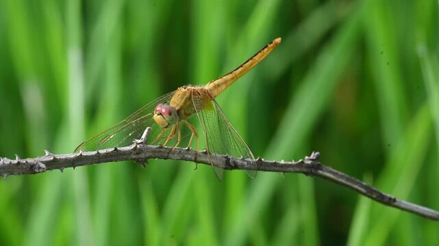 Scarlet skimmer dragonfly. Its common names&nbsp;ruddy marsh skimmer and Crocothemis servilia. This is a&nbsp;species&nbsp;of&nbsp;dragonfly&nbsp;of the family&nbsp;Libellulidae, native to&nbsp;east&nbsp;and&nbsp;southeast Asia.&nbsp;