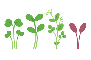 Set of various healthy microgreens and sprouts including radish, pea, and clover seedlings