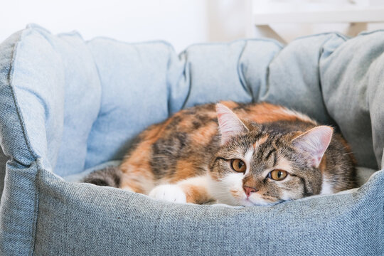 Domestic cat with calico fur resting comfortably in a cozy pet bed, showcasing a relaxed demeanor and inviting atmosphere for pet lovers and animal enthusiasts