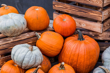 Autumn pumpkin background. A rich harvest of pumpkins in the street. The concept of Halloween or Thanksgiving.